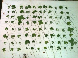 88 Clovers